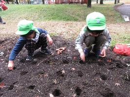 戸川公園 チューリップ植えつけ隊に参加 穴に球根を入れる幼児