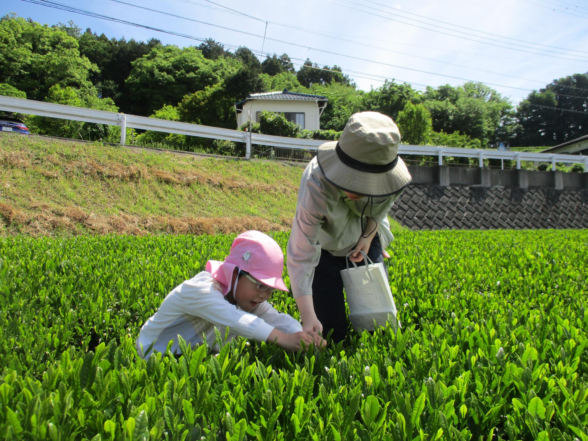 地域の茶畑でお茶摘みをしている親子