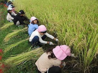 実りの秋、ピンクや黒の帽子をかぶった小学生らしき子どもたちが、軍手をつけて鎌のような道具を使い、黄金色に色づいた稲穂を腰をかがめて熱心に手刈りしている収穫体験の様子の写真