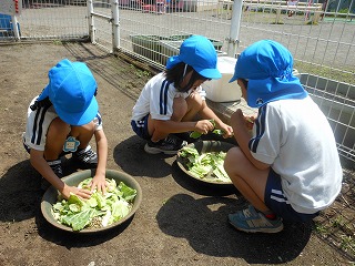 飼育小屋の前で、青い帽子と体操服を着用した3人の園児が、地面に置かれた大きな皿に入ったキャベツの葉を、動物の餌やりのためにちぎって準備している様子の写真