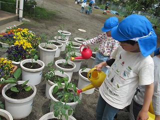 地面にたくさん並べられた白い植木鉢の中に、トマトなどの苗が植えられており、青い帽子をかぶった2人の園児が、赤いジョウロと黄色いジョウロで水をあげて世話をしている様子の写真