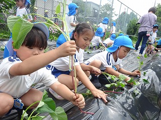 畑で、青い帽子と体操服を着用した複数の園児たちが、黒いマルチシートが敷かれた畝に、苗のつるを寝かせて植え付けている様子の写真