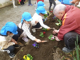 青い帽子をかぶった複数の園児たちが、地域のお年寄りの男性に手伝ってもらいながら、小さなスコップを使って花壇に色とりどりのパンジーの苗を植えている様子の写真