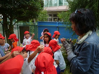 赤い帽子をかぶった複数の園児たちが、女性の周りを囲み植物を手でつかみながら見せ合っている自然観察会の写真