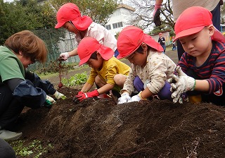 畑で、赤い帽子をかぶった複数の園児たちが、軍手や手袋をはめて先生と一緒に土の中に種を植えている様子の写真