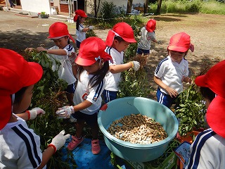 園庭で、赤い帽子と体操服を着用した複数の園児たちが、軍手をはめて、掘り起こしたばかりの落花生の株から実を取り外し、中央の青い大きな桶に入れている様子の写真