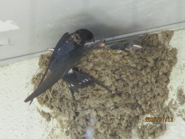 軒下の巣にいるツバメのヒナたちの口に、親鳥が捕まえてきた餌を直接口移しで与えている、給餌の瞬間の写真