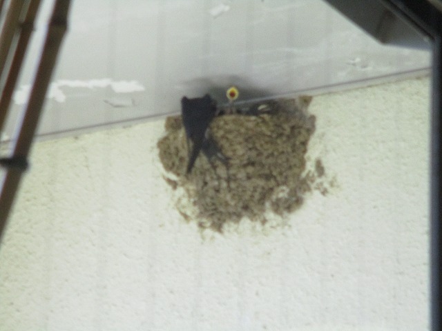 室内から窓ガラス越しに撮影されたのか、少しぼやけているが、親鳥が巣にいるヒナに餌をあげている様子の写真