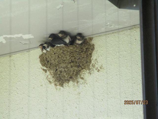軒下に作られた泥の巣の中で、数羽のツバメのヒナたちが窮屈そうに身を寄せ合いながら、親鳥の帰りを待っているかのように顔を出している写真