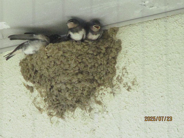 軒下の巣に親鳥が帰ってきて、中にいるヒナたちが一斉に黄色い大きな口を開けて、餌をねだっている様子の写真