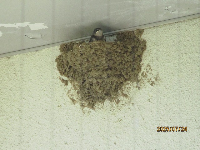 軒下に作られた泥と藁でできたツバメの巣から、一羽のツバメがちょこんと顔をのぞかせている様子のクローズアップ写真