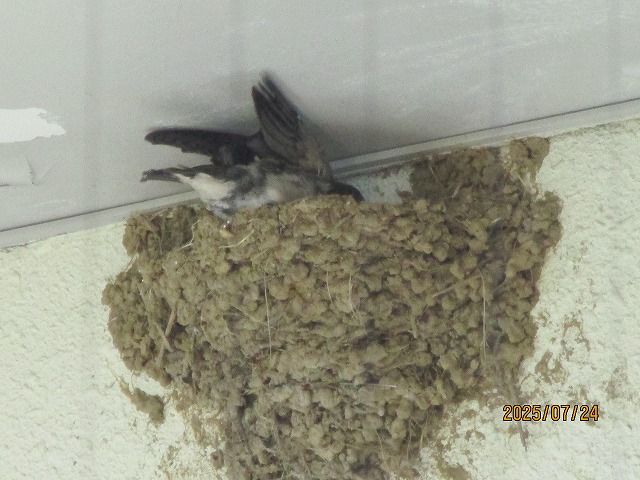 軒下に作られた泥の巣にいるツバメが、羽を広げて羽ばたいている躍動感あふれる一瞬を捉えたクローズアップ写真