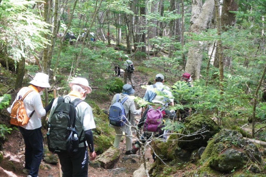 深く緑豊かな森林の登山道で、帽子をかぶり、リュックサックを背負った数人のハイキングウェア姿の高齢者たちが、苔むした岩や木々の間を列になって上っている、夏の森林トレッキングの様子の写真