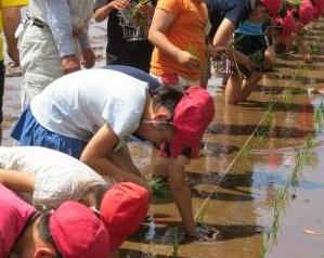 多くの参加者が水田に入り、赤い帽子をかぶった子供たちが泥に膝をついて稲の苗を手で植えている、農業体験または田植えイベントの様子の写真