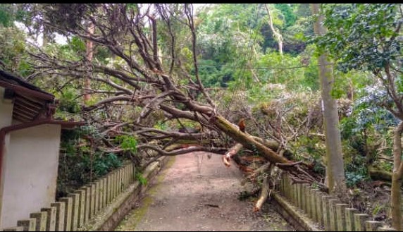 森林内の山道を塞ぐように倒れた大きな木の様子を捉えた写真で、太い幹と枝が道のほぼ全体を覆い、左手には瓦屋根の建物の軒先がわずかに写り込み、道に沿って並ぶ木の柵の上をまたいでいる、自然災害の現場写真