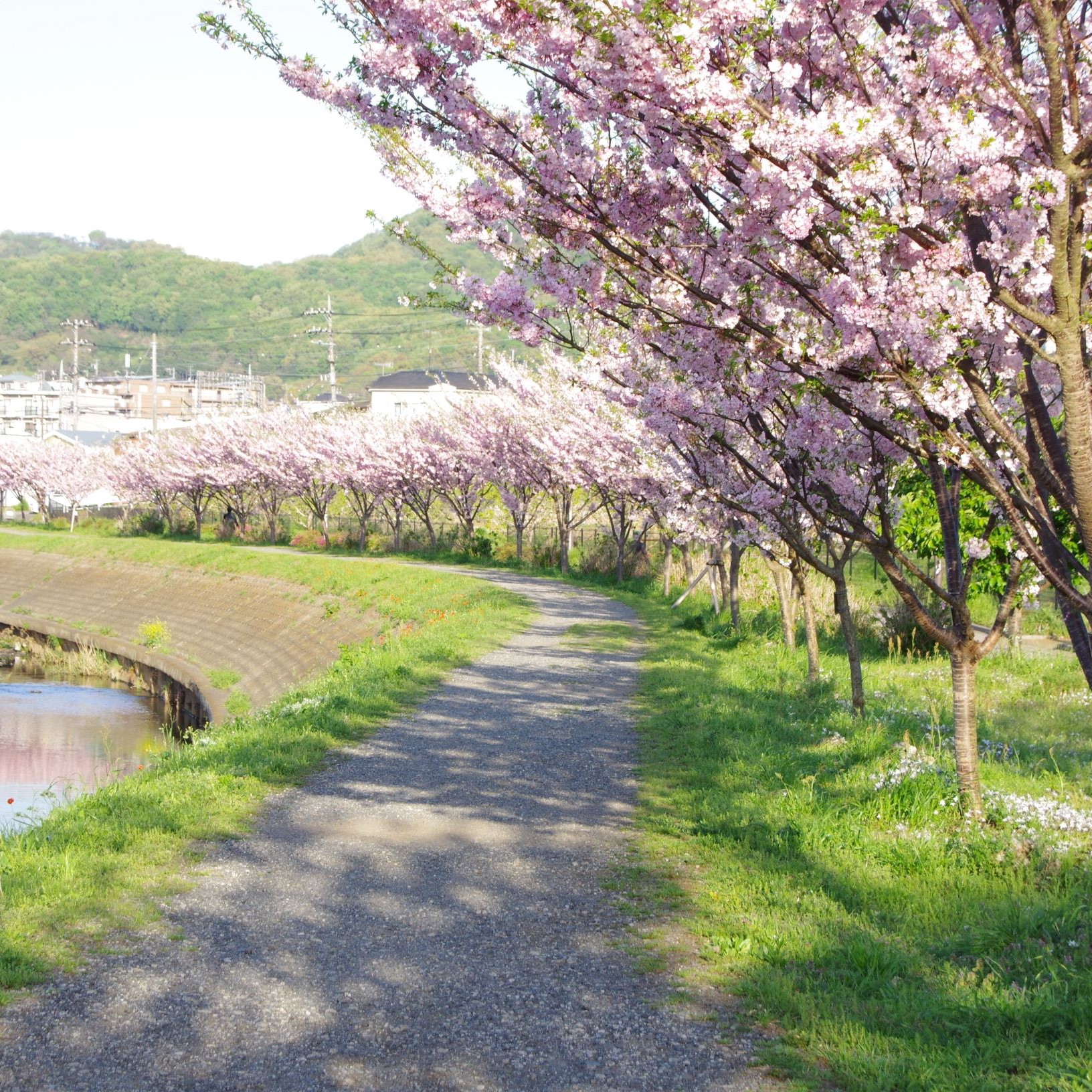 薄いピンク色の桜の木がずらりと並んで満開に咲き誇り、明るい日差しの中で手入れされた草地と住宅街の緑の山々が見える春の風景写真