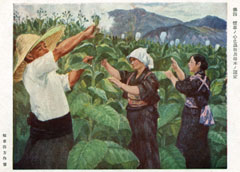 大きな笠を被った男性と、和服を着た2人の女性が、畑で大きく茂った葉を丁寧に手入れしている様子を描いたポスターのイラスト