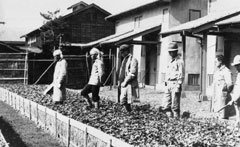 多数の人が乾燥させた落ち葉を広げ、列をなして踏んでいる様子を写した古いモノクロ写真