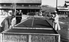 複数の作業員が木枠の苗床にタバコの種をまく作業をしており、その様子を背広を着た男性が見守っている様子を写した古いモノクロ写真