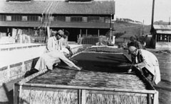 複数の作業員が木枠の苗床に布をかぶせている様子を写した古いモノクロ写真