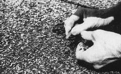 白っぽい手袋をつけた手が、発芽した芽の中から、小さなものを拾い上げている様子を写した古いモノクロ写真