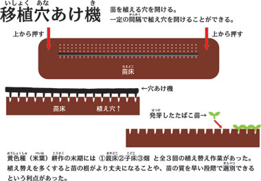 箱状の道具を苗床に上から押し当てることで、均等な間隔で種を植えるための穴を開けることができる「移植穴あけ機」の仕組みを説明したイラスト