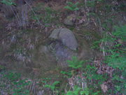 山道に、苔むした亀の子石がいくつか転がり、周りをシダや落ち葉などが取り囲んでいる様子を写した写真