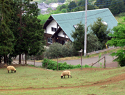 広い緑の牧草地に羊が二頭放牧され、その奥に緑色の屋根を持つ山小屋風の建物が建っている、めんようの里の写真