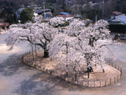 校庭の中央で柵で囲まれた2本の桜の木が満開になっている様子を写した写真