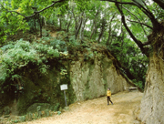 切り立った崖の間の木々に囲まれた道に、一人の子供が立っている様子を捉えた、緑豊かな善波峠の風景の写真