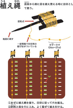 棒を地面に刺して使う「植え縄」と呼ばれる道具で、一定間隔についた結び目を目印にして苗を植え替える方法を説明したイラスト