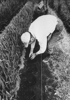 一人の男性がかがみこみ、苗が植えられた畑の畝（うね）に沿って、何かを等間隔に植えている様子を写したモノクロ写真
