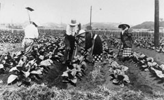 複数の大人が広大なタバコ畑で鍬や手を使って、土を掘り起こしている様子を写した古いモノクロ写真