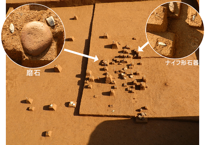 発掘現場の土の上に複数の四角い石が点在している様子の写真上に、磨石とナイフ形石器のクローズアップ写真が、発掘場所をさす白い矢印が付きで掲載されている画像