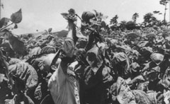 一面に生い茂ったタバコの葉の中で、顔を隠すようにタバコの葉を収穫している大人を写した古いモノクロ写真