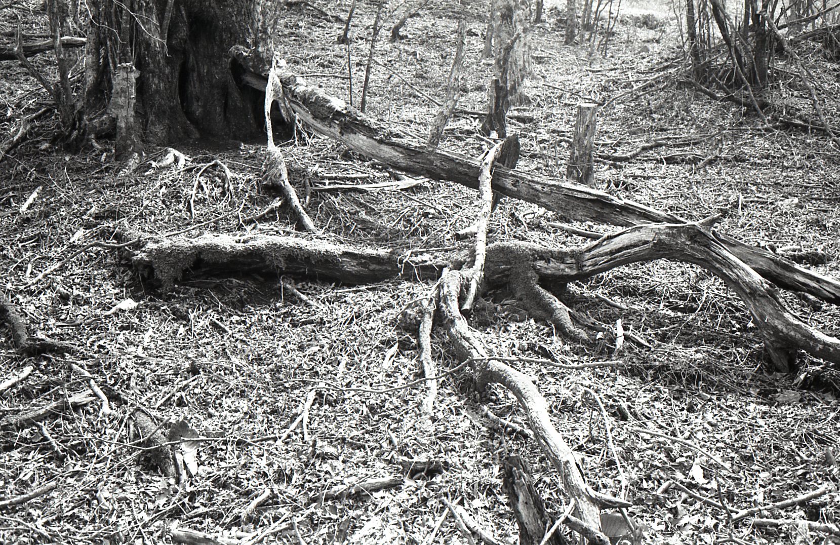 多くの落ち葉や枯れ枝が地面を覆い、中央には倒木が横たわる荒れた森の様子を捉えた白黒写真