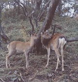 大きな木が生えている森林で、隣り合って立っている2頭の鹿が同じ右側を向いている様子の写真