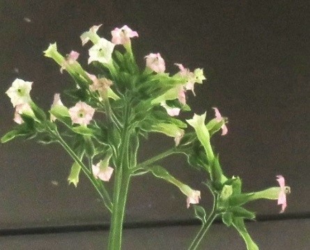 茎から伸びた緑の葉の先に、淡いピンク色の筒状の小さな花がいくつも咲き、上に向かって密集している様子を捉えた写真