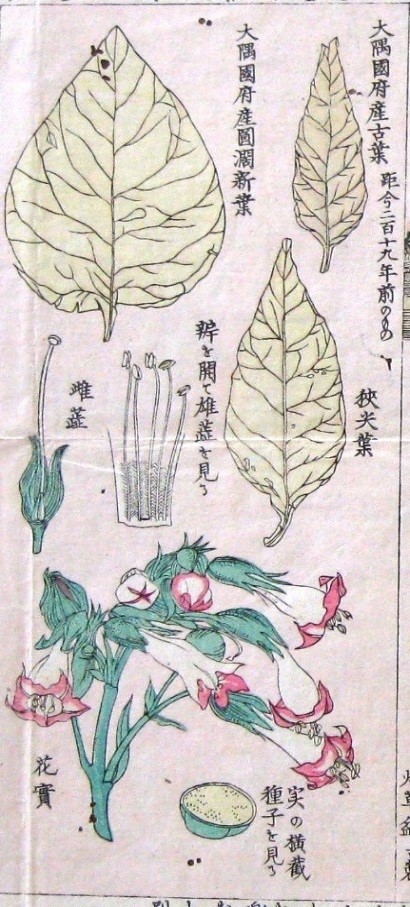 大きな葉、小さな葉、花、種子、雄しべ、雌しべなど、植物の各部位が墨と淡い色で細かく描かれているタバコのイラスト