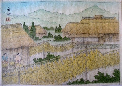 黄金色の葉がいくつも吊るされて干されており、手前には2人の人物が作業をしており、その奥には藁葺き屋根の家と山々が描かれているイラスト