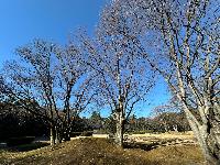 20260110古墳公園02