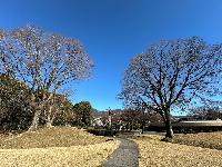 20260110古墳公園03