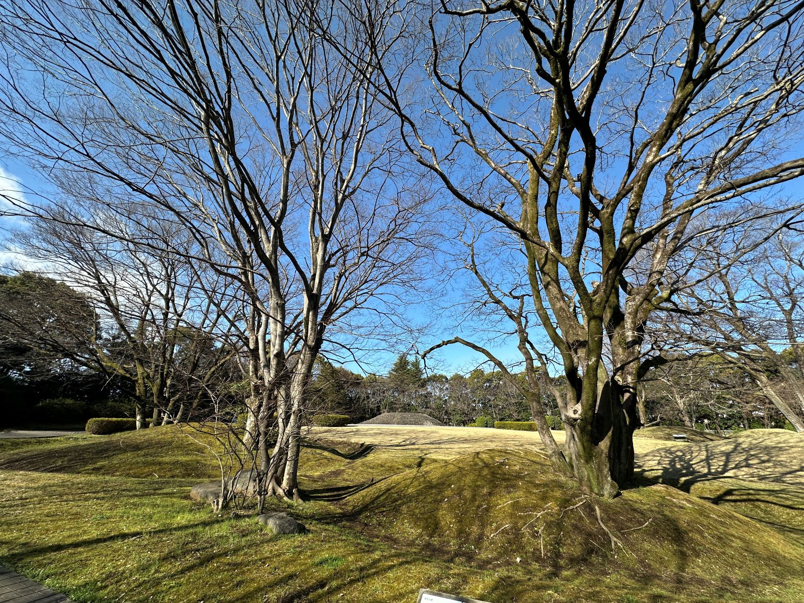 古墳公園 けやき えのき