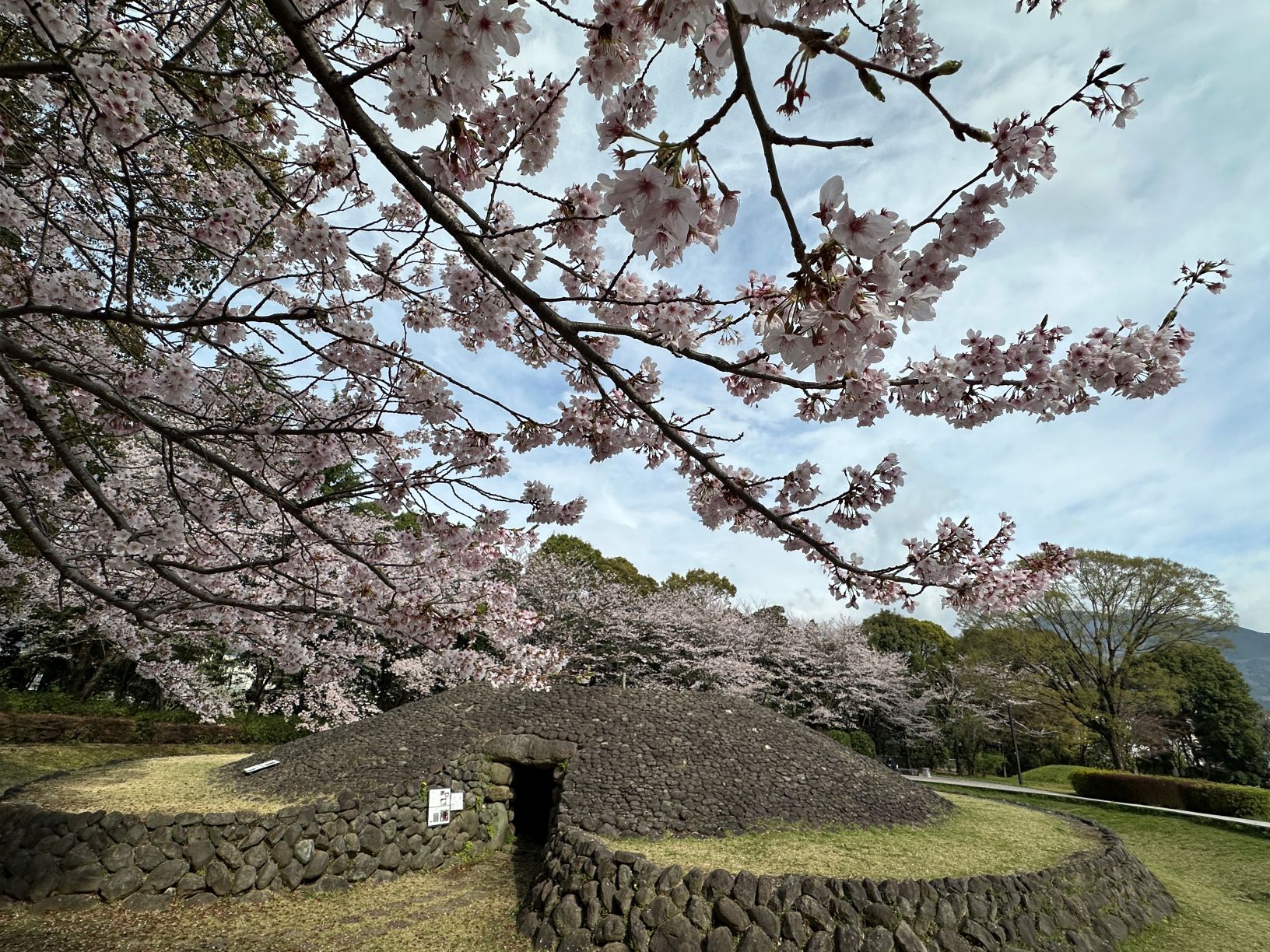 満開の桜がかぶる復元古墳