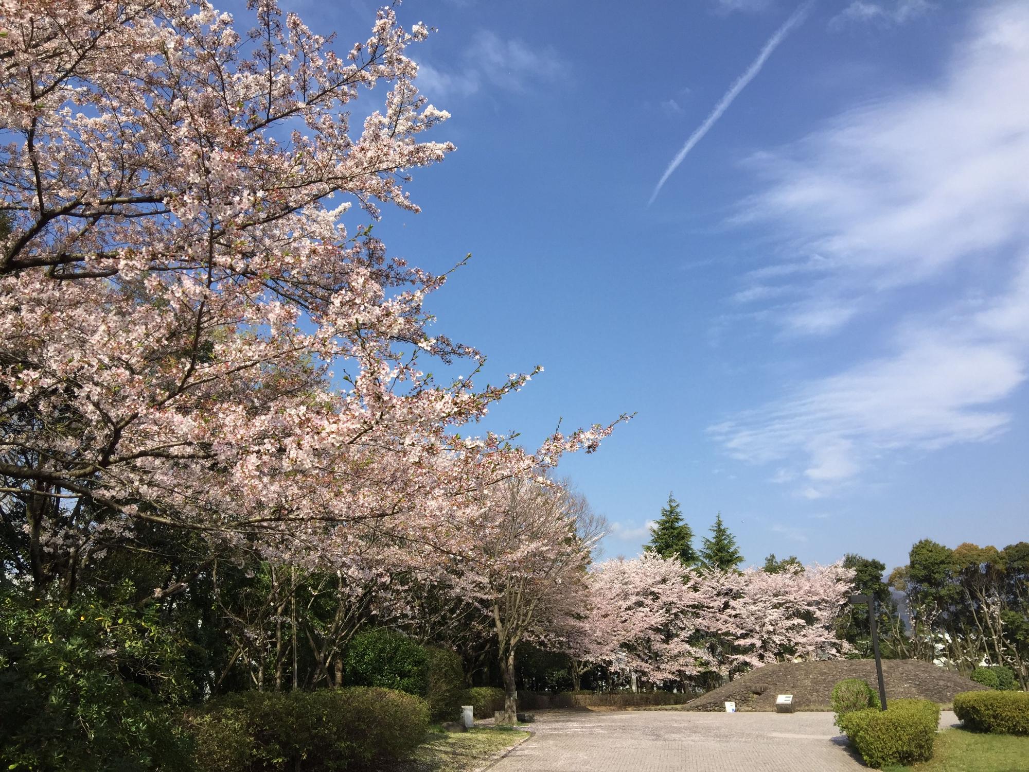 青い空に白い飛行機雲が一本伸びており、道沿いには満開の淡いピンク色の桜の木が並び、新緑の木々とのコントラストが美しい桜土手古墳公園を写した写真