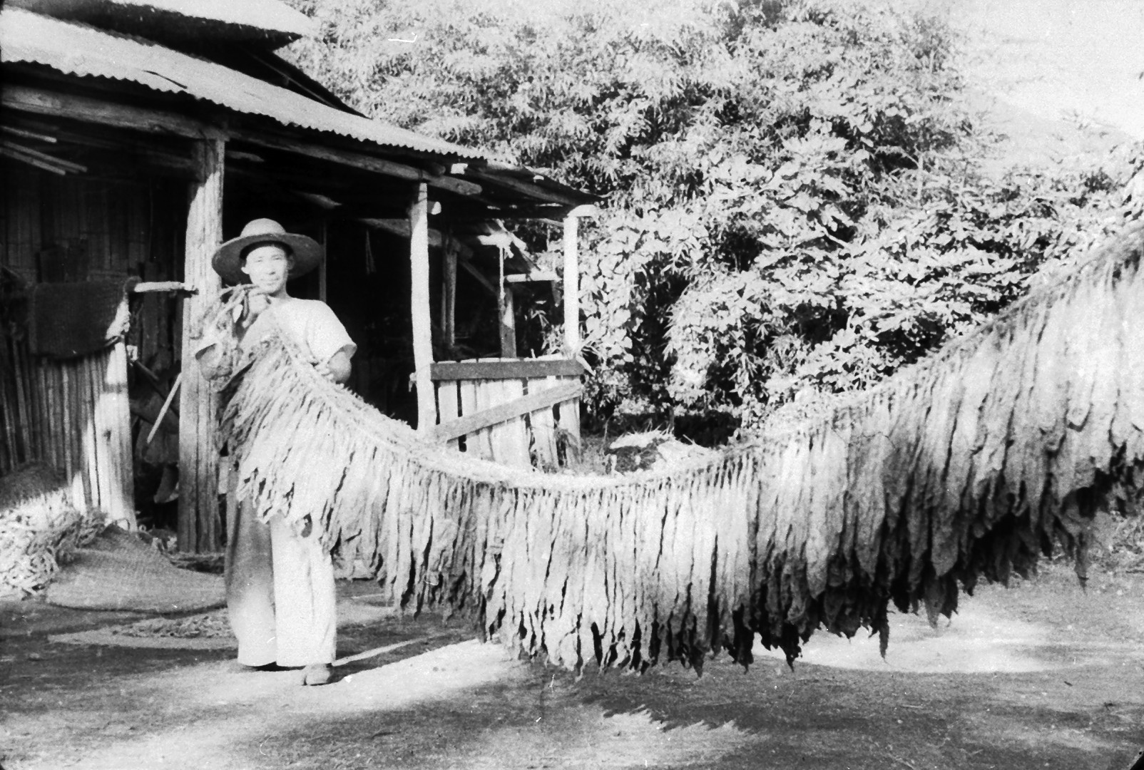 屋外の建物の軒先で、麦わら帽子をかぶった男性が、収穫したタバコの葉を乾燥させるために長い縄に吊るしている様子を写した白黒写真
