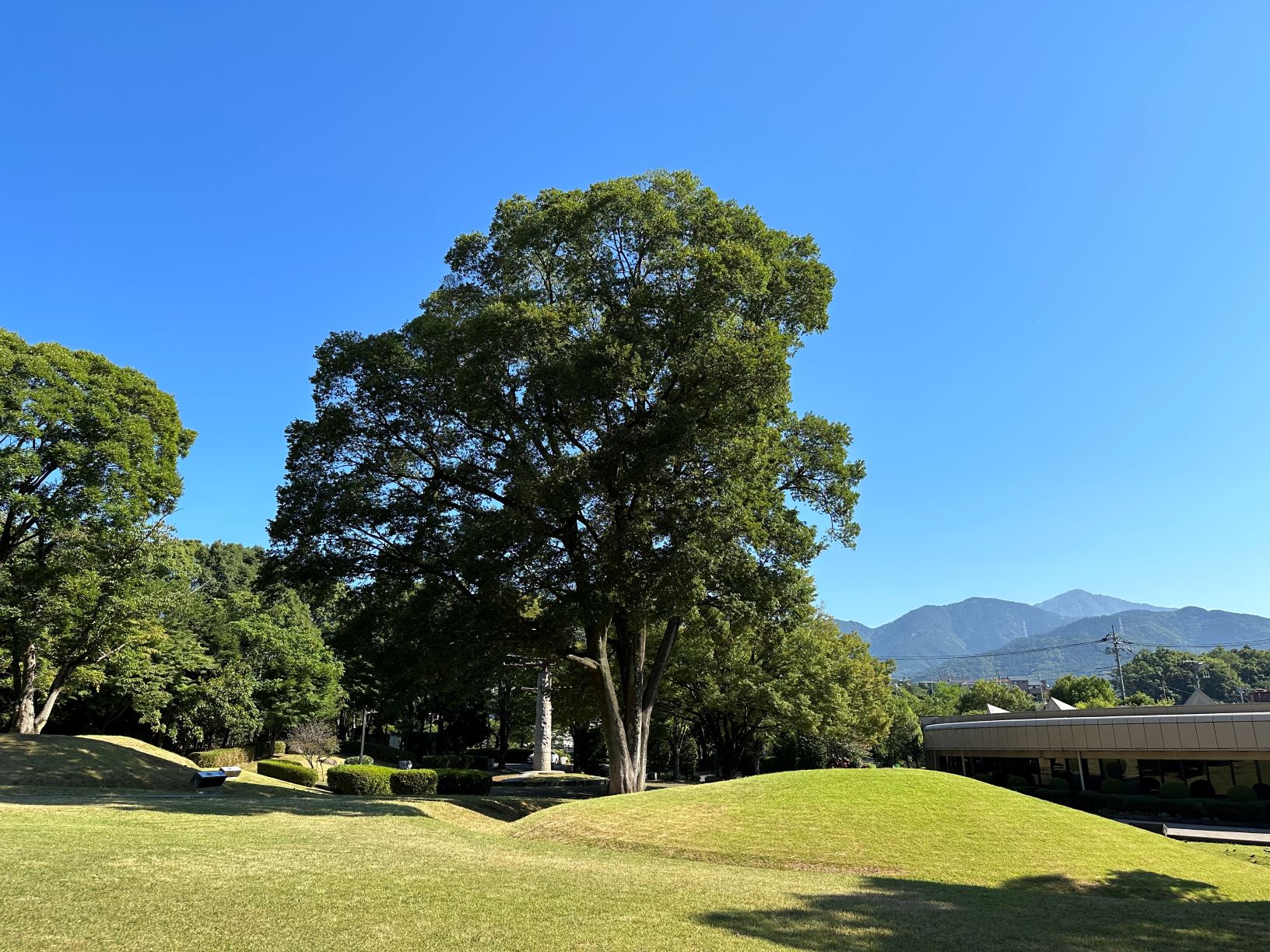 れた青空の下、緑豊かな公園のなだらかな芝生が広がっており、中央には大きな木がそびえ立ち、遠くには山々が見える桜土手古墳公園を捉えた写真