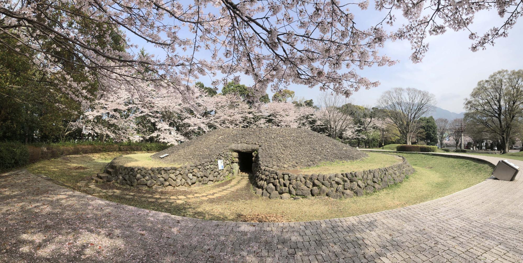 なだらかな円錐形に石が積み上げられた古墳が中央にあり、その周囲には散策路と満開の桜が咲いている桜土手古墳公園を写した写真