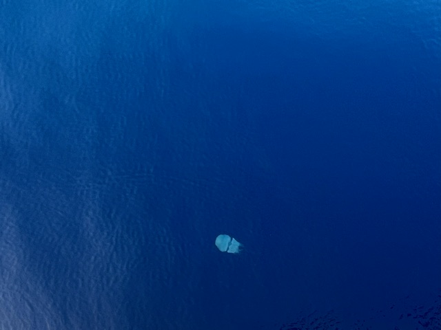 深く透き通るような青い海の中に、丸い形のクラゲが1匹浮かんでいる様子を撮影した写真