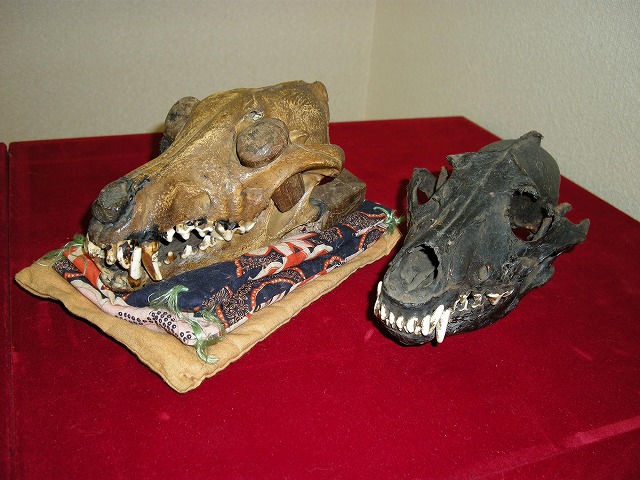 二つの獣の頭蓋骨が写されており、左側の頭蓋骨は黄色く、布の上に置かれ、右側の黒い頭蓋骨は牙が白く強調されている写真